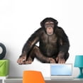 thumbnail image 1 of Young Chimpanzee Wall Decal by Wallmonkeys Peel and Stick Graphic (24 in W x 20 in H) WM18549, 1 of 4