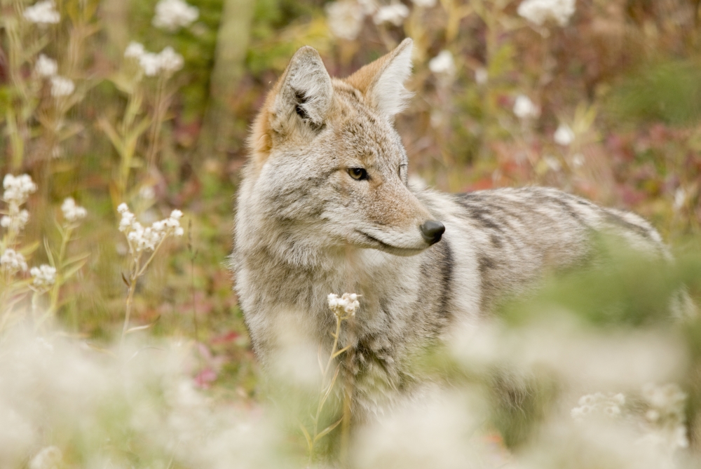 Young Coyote (Canis Latrans) In A Forest Alberta Canada Canvas Art - Philippe Widling Design Pics (38 x 24)