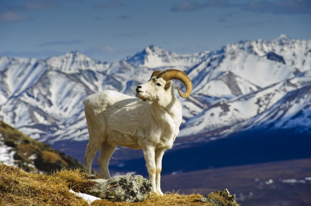 A Young Dall Sheep Ram Standing On Mount Margaret With The Alaska Range In The Background Denali National Park Alaska Spring Canvas Art - Michael Jones Design Pics (34 x 22)