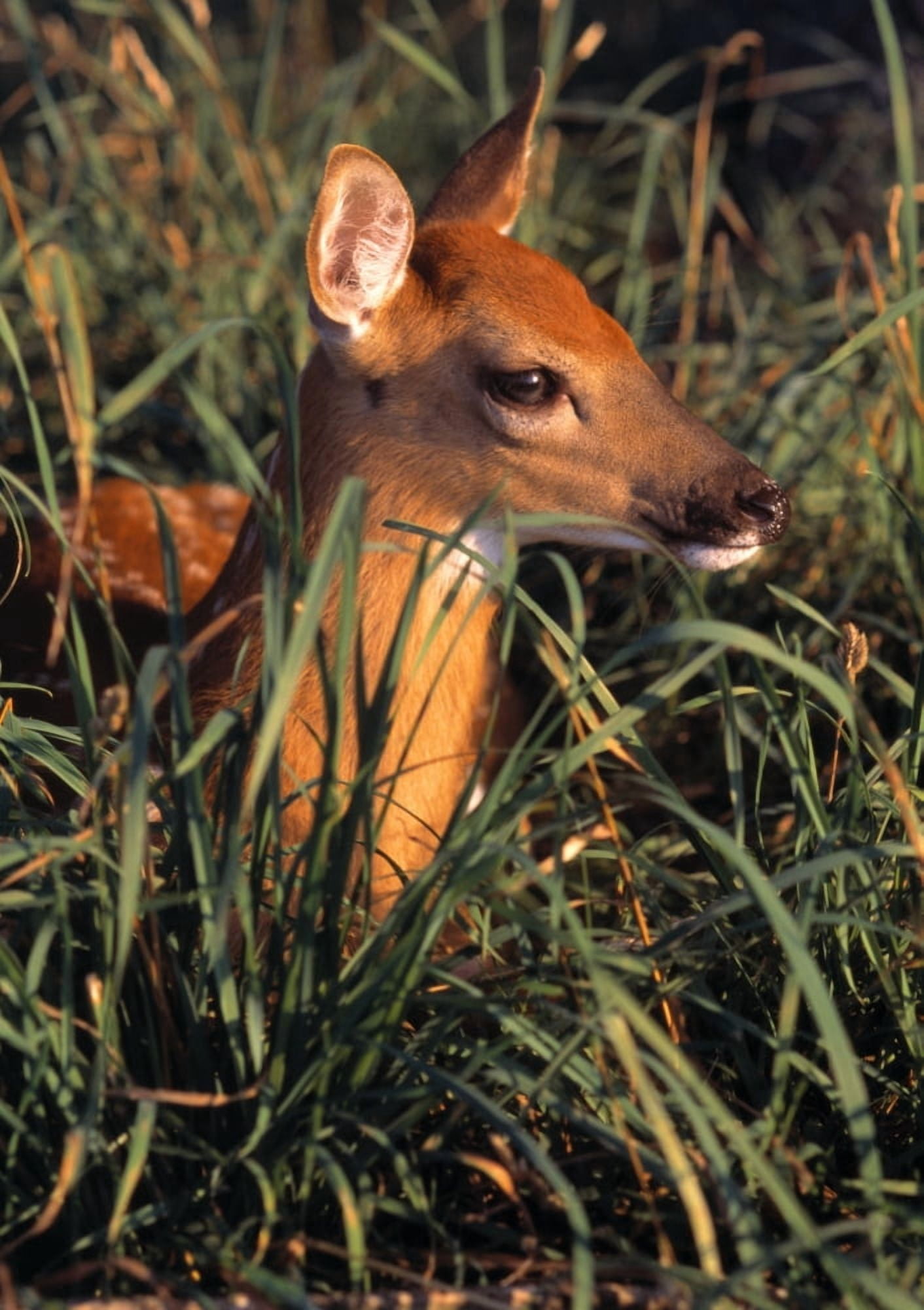 Young Deer Laying In Grass Canvas Art - Natural Selection Bill Byrne Design Pics (12 x 18)