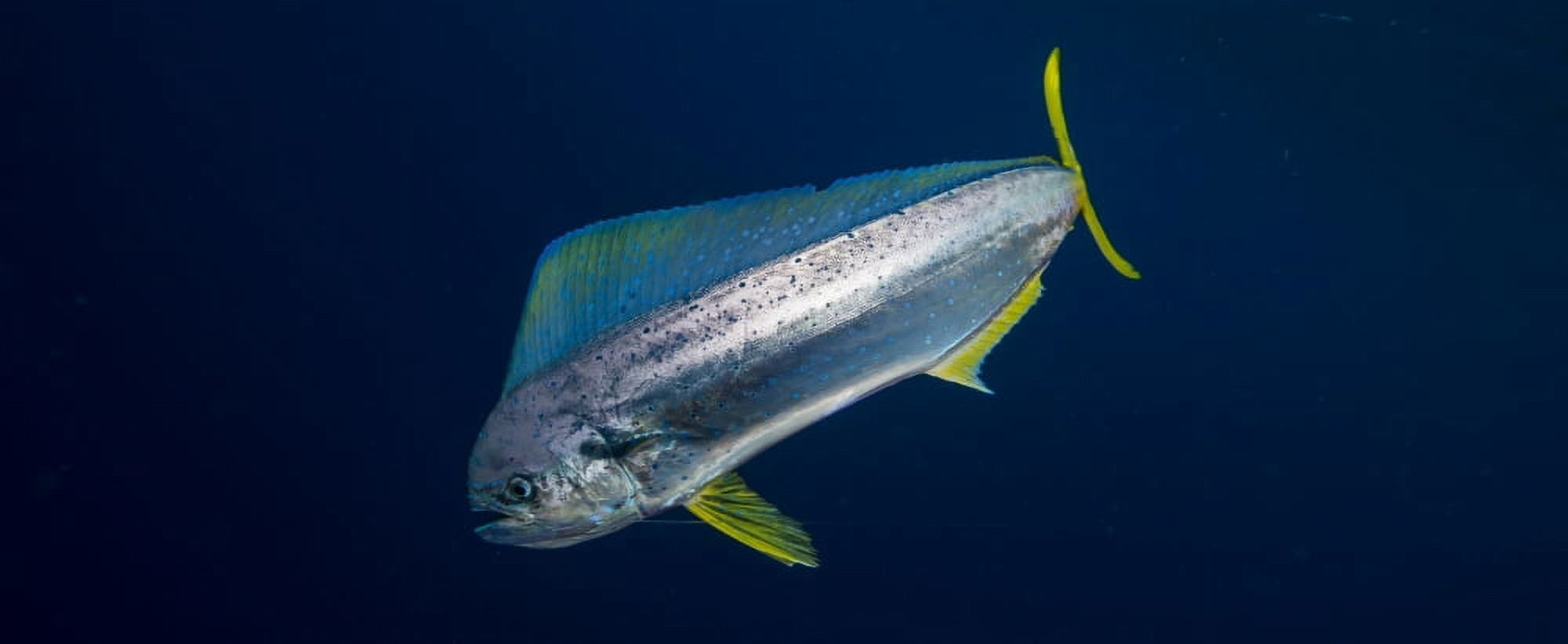 Young Dorado (Coryphaena hippurus) has been caught on a fisherman and now trying to swim away Durban South Africa Canvas Art - Panoramic Images (27 x 9)
