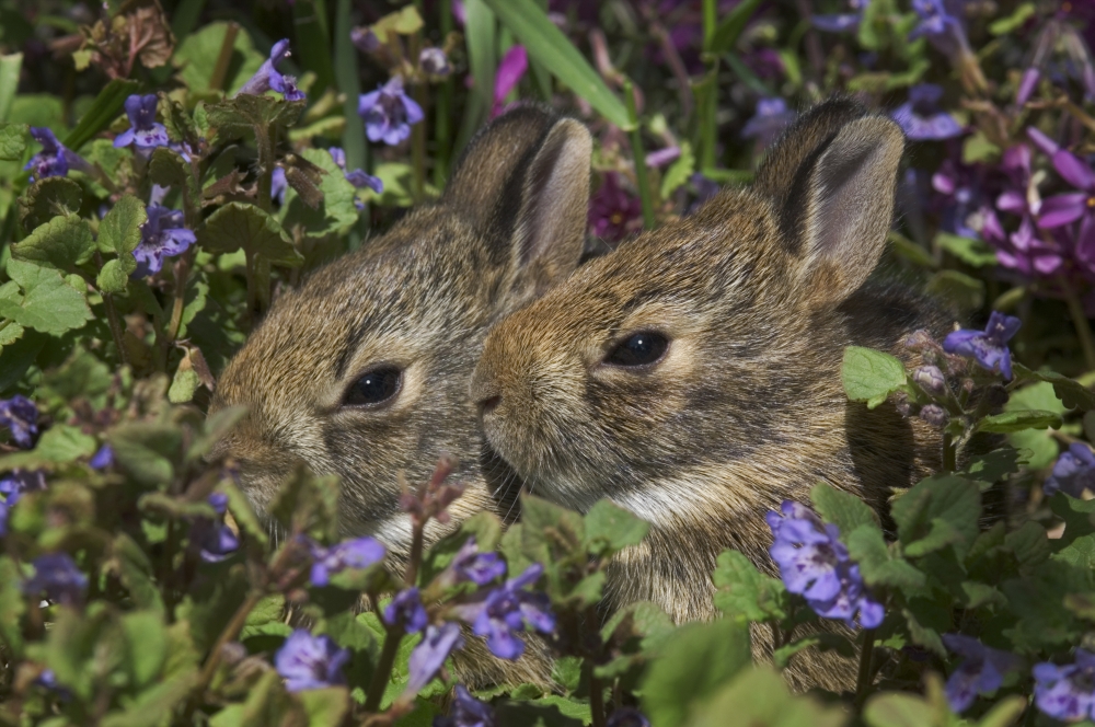 Young Eastern Cottontail Rabbits (Sylvilagus Floridanus) Niagara Falls Ontario Canvas Art - Thomas Kitchin & Victoria Hurst Design Pics (17 x 11)