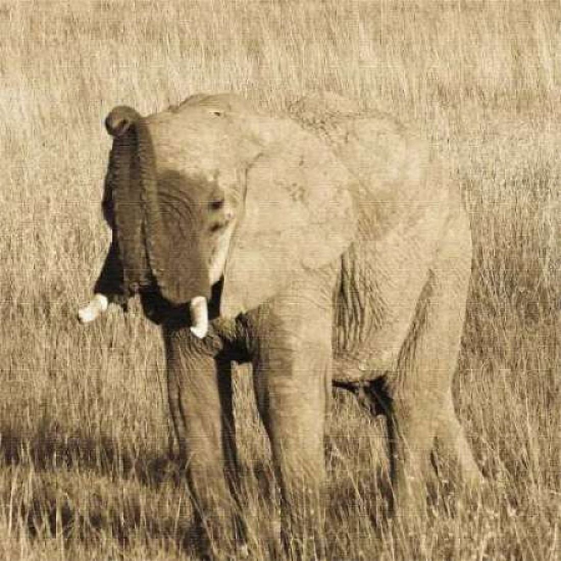 Young Elephant Canvas Art - Susann Parker (24 x 24)