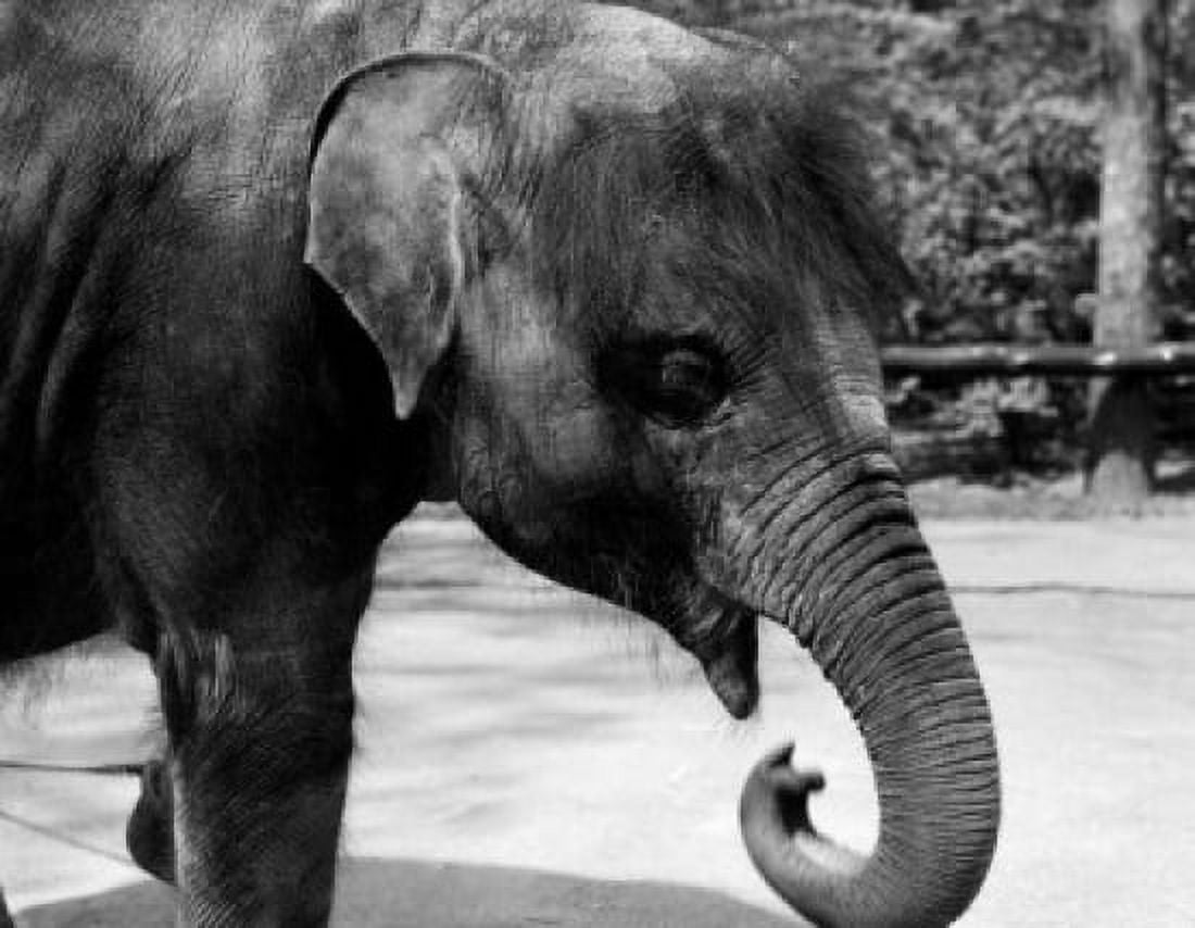 Young Elephant in Zoo Canvas Art - (18 x 24)