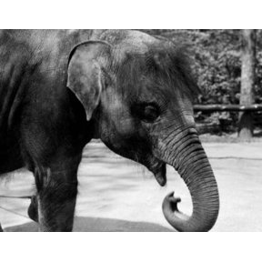 Young Elephant in Zoo Canvas Art - (24 x 36)