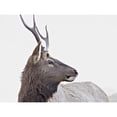 thumbnail image 1 of Young Elk Deer Large Wall Art Print, 1 of 1