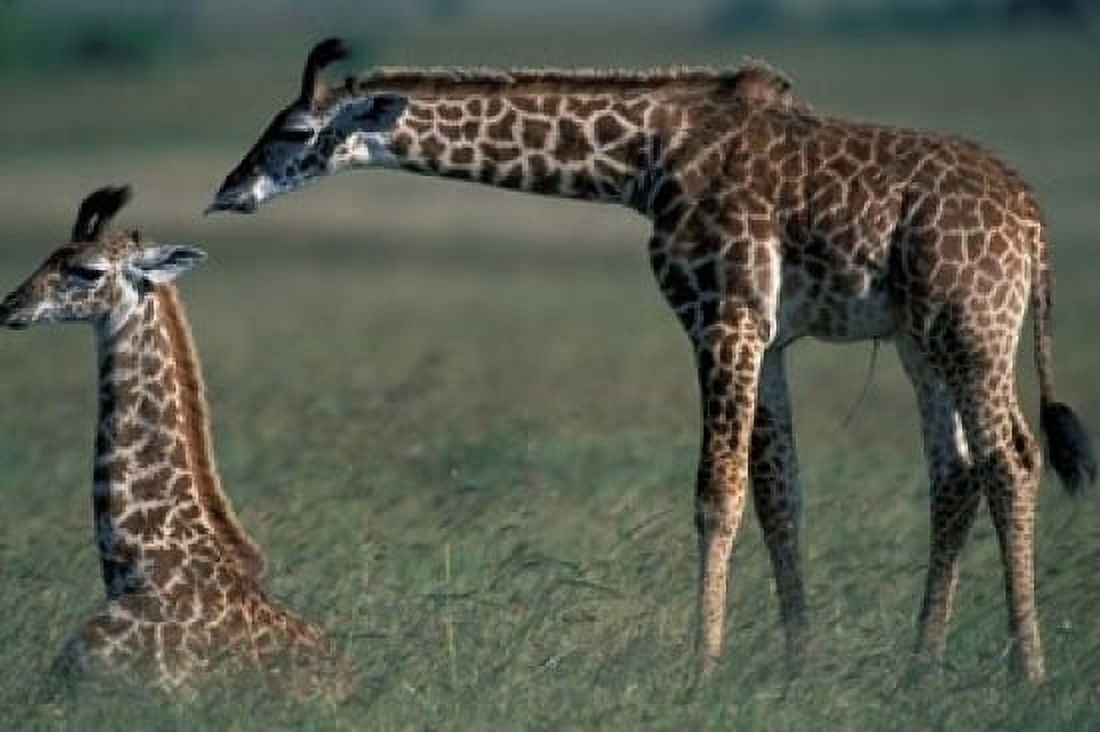 Young Giraffe Lies in Tall Grass Masai Mara Game Reserve Kenya Canvas Art - Paul Souders DanitaDelimont (18 x 12)