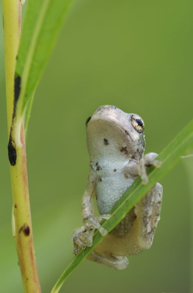 Young Gray Tree Frog Les Cedres Quebec Canada Canvas Art - Steeve Marcoux Design Pics (12 x 19)
