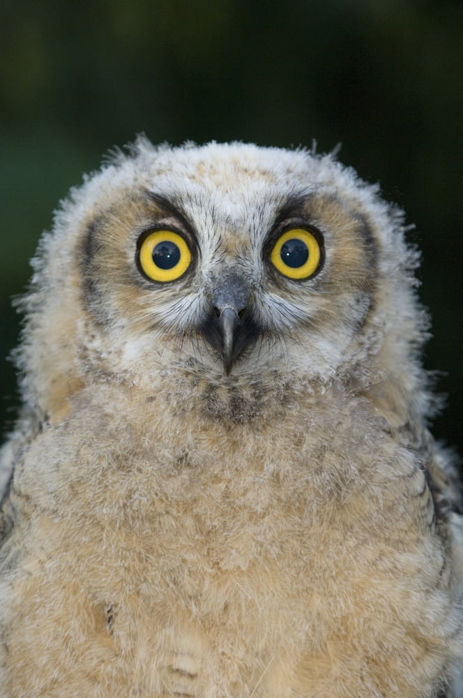 Young Great Horned Owl (Bubo Virginianus) Saskatchewan Canvas Art - Rebecca Grambo Design Pics (11 x 17)