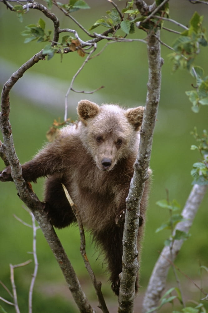Young Grizzly Bear Cub Climbing In Tree Alaska Wildlife Conservation Center Sc Alaska Captive Canvas Art - Doug Lindstrand Design Pics (22 x 34)