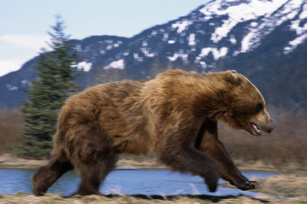 Young Grizzly Bear Running At The Alaska Wildlife Conservation Center Near Portage Southcentral Alaska Spring Canvas Art - Doug Lindstrand Design Pics (34 x 22)