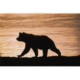 thumbnail image 1 of Young Grizzly Bear Ursus Arctos Walks Along Edge of Lake At Sunset Poster Print, 1 of 1