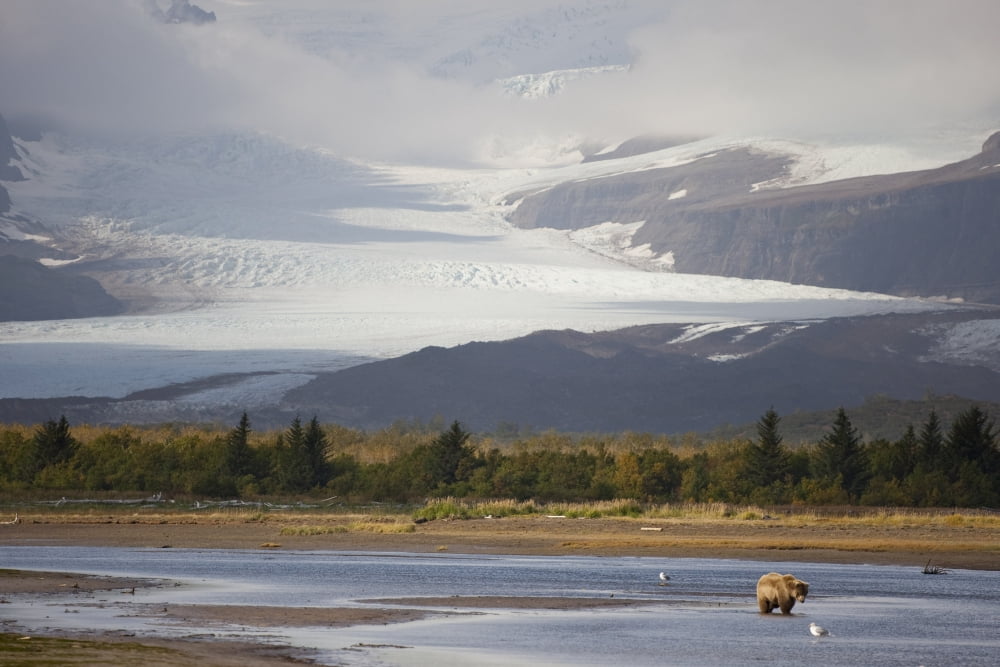 Young Grizzly Fishing At Hallo Bay Katmai National Park Alasaka Canvas Art - Kent Fredriksson Design Pics (17 x 11)
