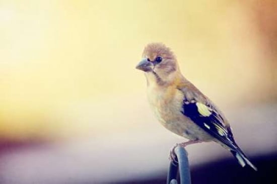 Young Grosbeak Canvas Art - Roberta Murray (12 x 18)