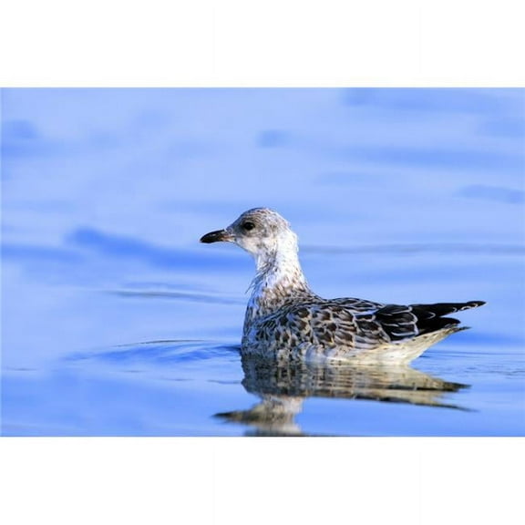 Young Gull Swimming Poster Print by Richard Wear - 17 x 11