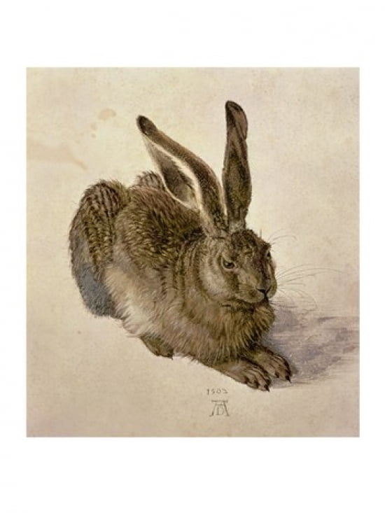 Young Hare c1502 Canvas Art - Albrecht Durer (18 x 24)