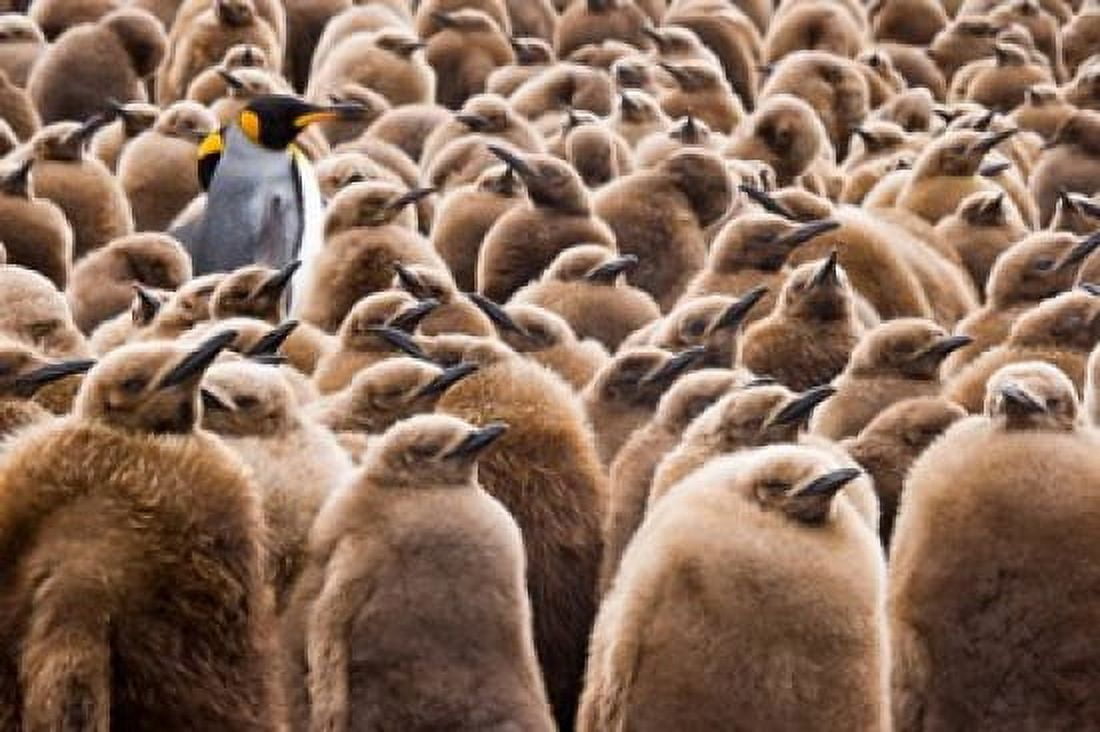 Young King Penguin Chicks in Brown Coats South Georgia Island Antarctica Canvas Art - Jaynes Gallery DanitaDelimont (34 x 23)