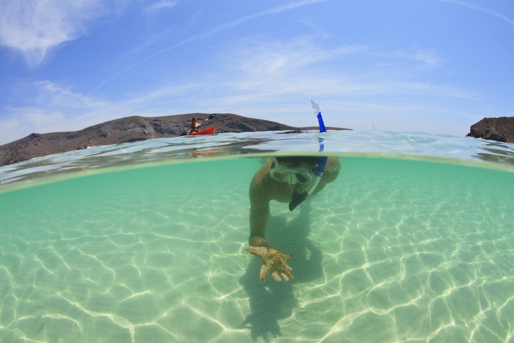 A Young Man Snorkeling Underwater Holding A Starfish In His Hand La Paz Baja California Sur Mexico Canvas Art - Stuart Westmorland Design Pics (38 x 24)