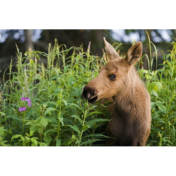 Young Moose Calf Standing In Fireweed In Anchorage Back Yard Alaska Summer Canvas Art - Jeff Schultz Design Pics (17 x 11)