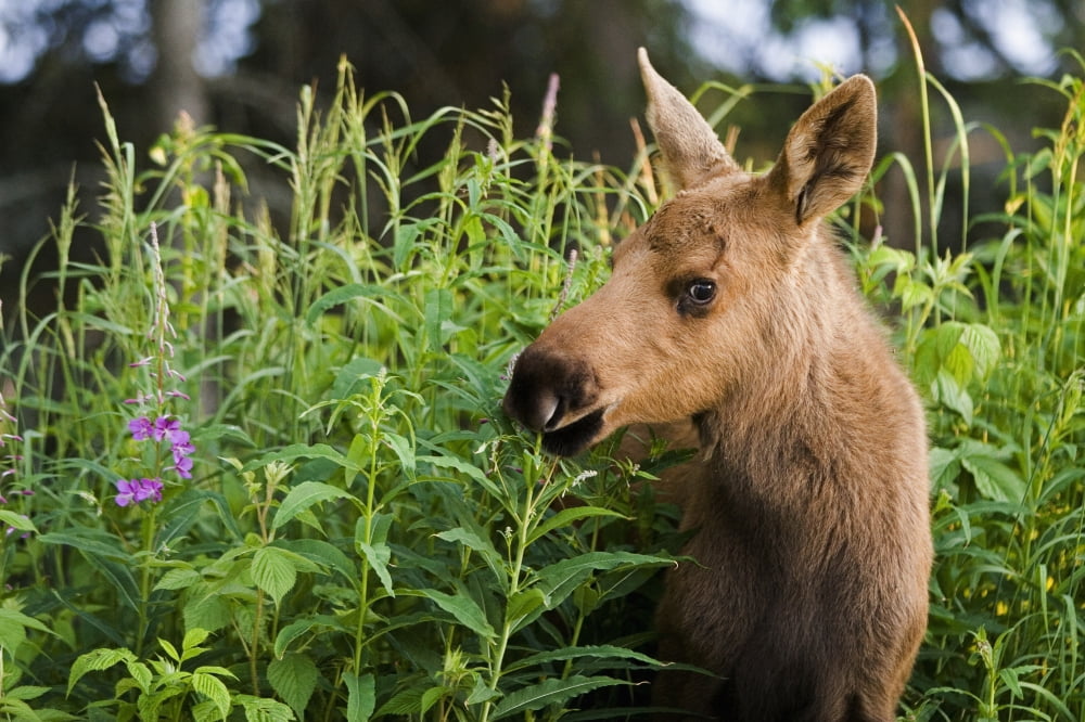 Young Moose Calf Standing In Fireweed In Anchorage Back Yard Alaska Summer Canvas Art - Jeff Schultz Design Pics (34 x 22)