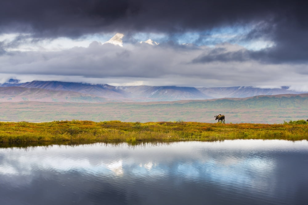 Young Moose Walking By Small Tundra Pond Below Alaska Range With Low Clouds And Fog In Morning Near Wonder Lake Denali National ParkAlaska Usa Canvas Art - Michael DeYoung Design Pics (34 x 22)