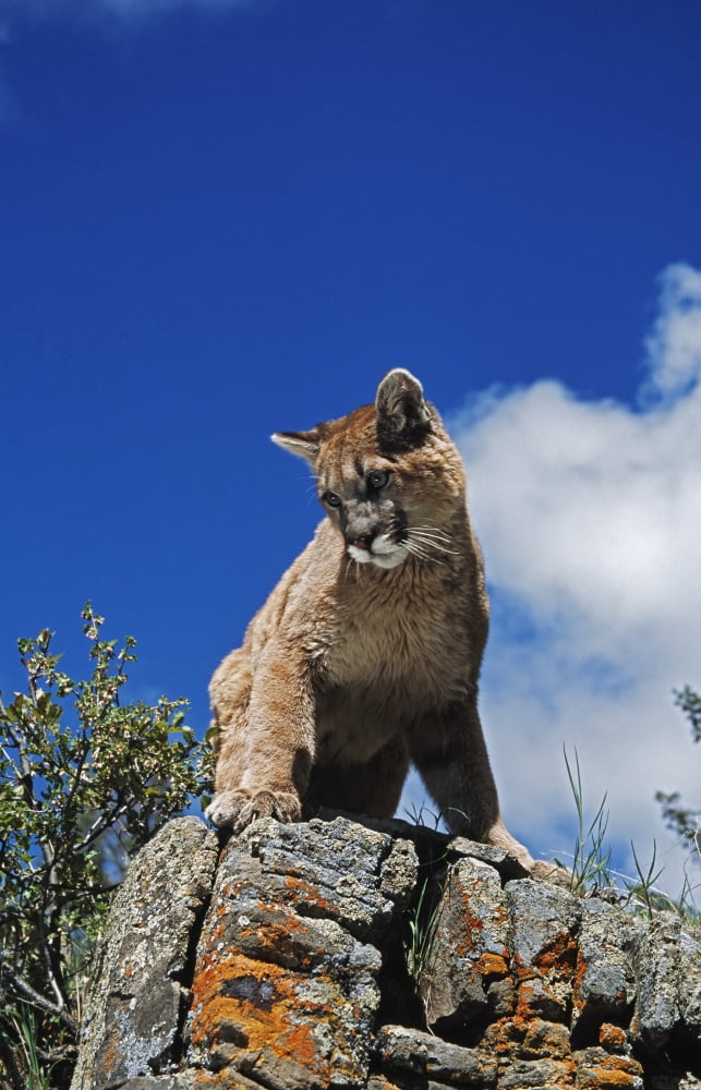 Young Mountain Lion (Felis Concolor) Looks Down From Rock Outcrop Montana Usa Canvas Art - David Ponton Design Pics (12 x 19)