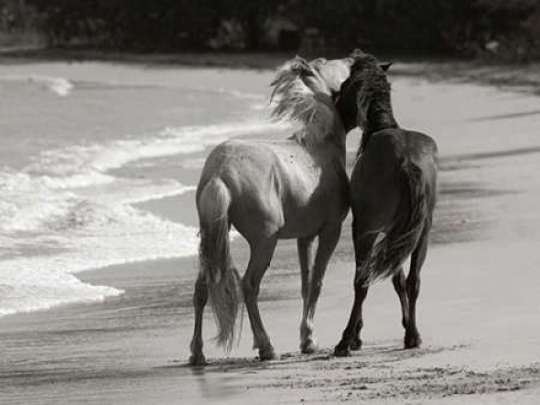 Young Mustangs on Beach Canvas Art - Traer Scott (22 x 28)
