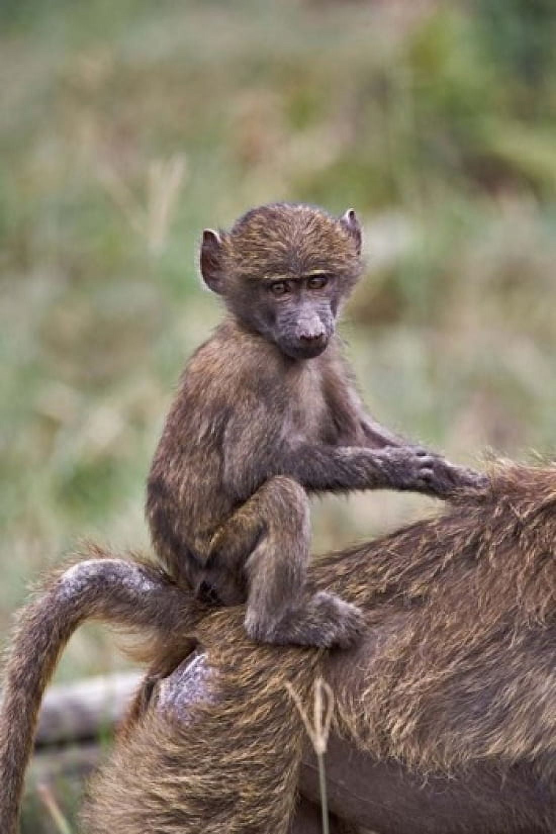 Young Olive Baboon Lake Nakuru National Park Kenya Canvas Art - Adam Jones DanitaDelimont (12 x 17)
