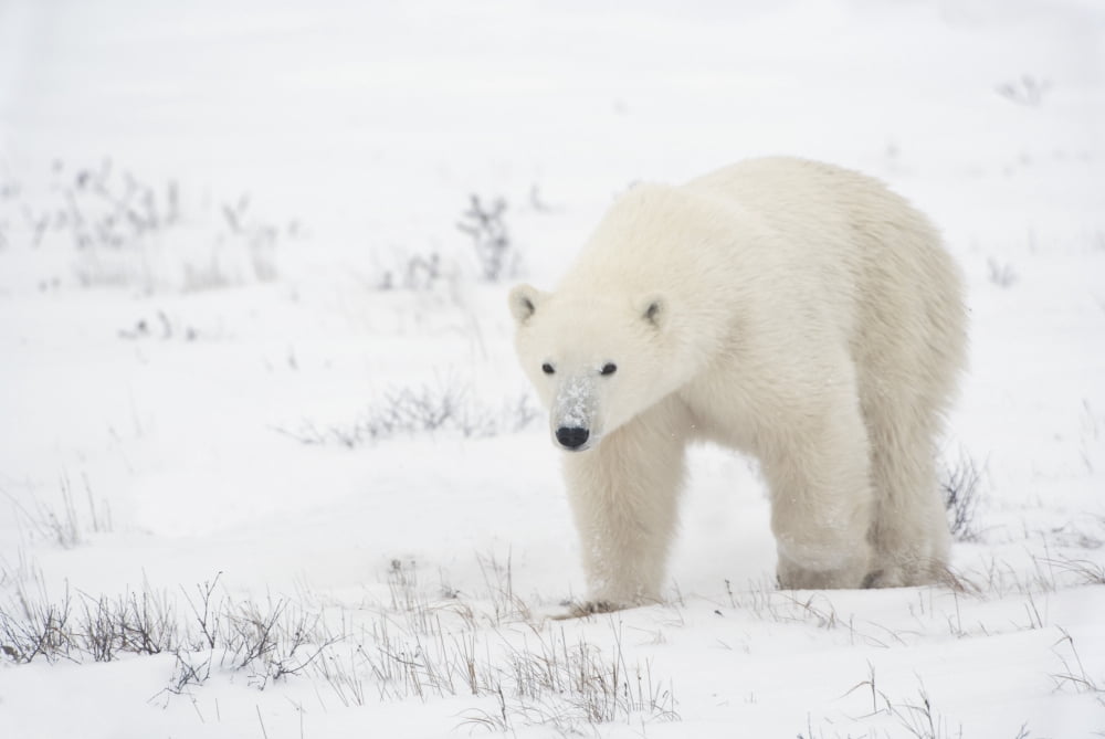 Young Polar Bear (Ursus Maritimus) Walks Across The Snow Churchill Manitoba Canada Canvas Art - Richard Wear Design Pics (19 x 12)