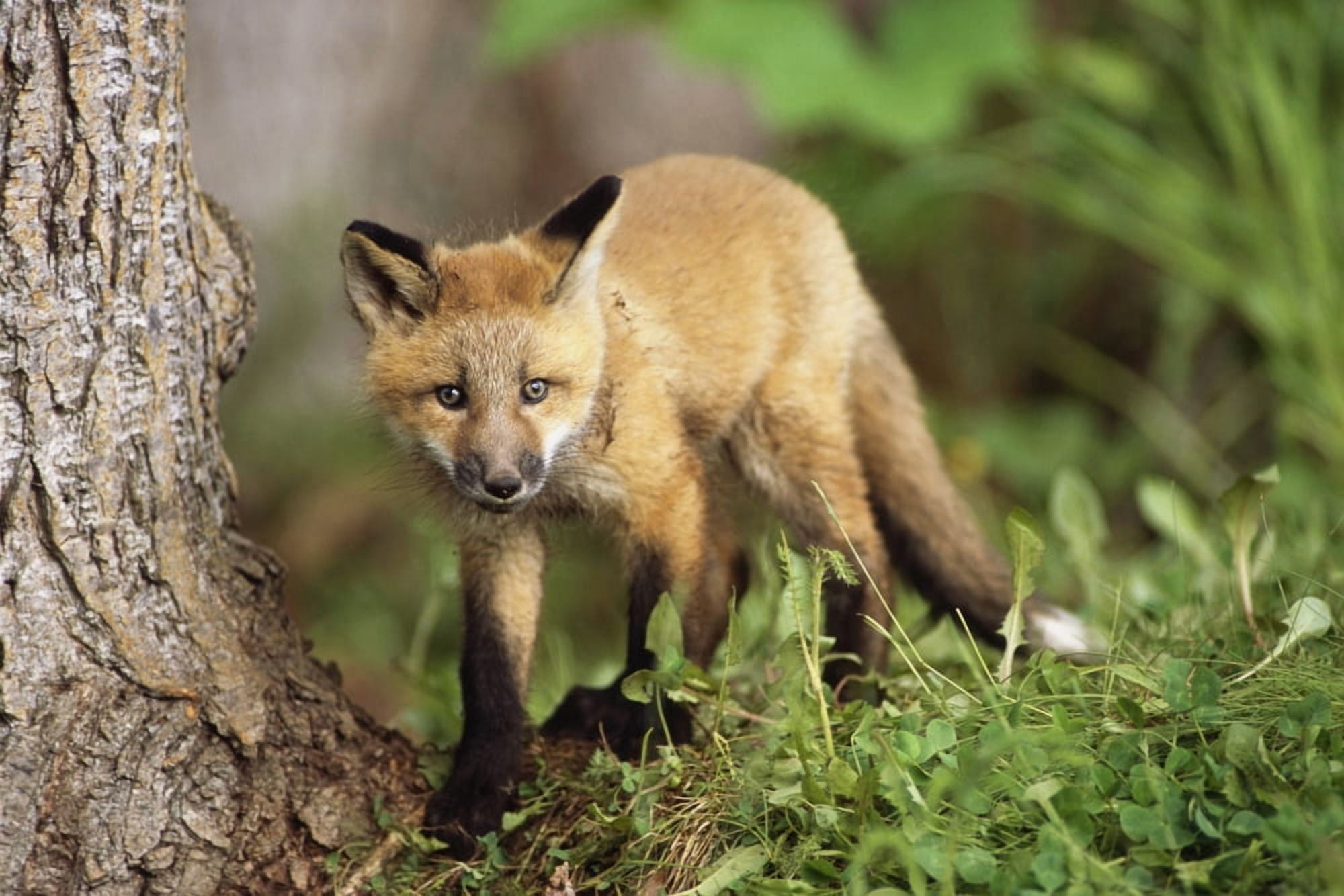 Young Red Fox Kit In Forest Near Golf Course Elmendorf Airforce Base Anchorage Ak Summer Canvas Art - Doug Lindstrand Design Pics (34 x 22)