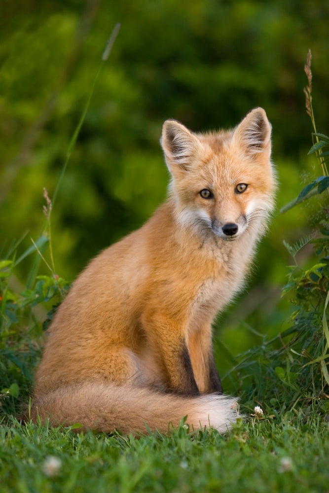 Young Red Fox Point Prim Prince Edward Island Canvas Art - John Sylvester Design Pics (22 x 34)