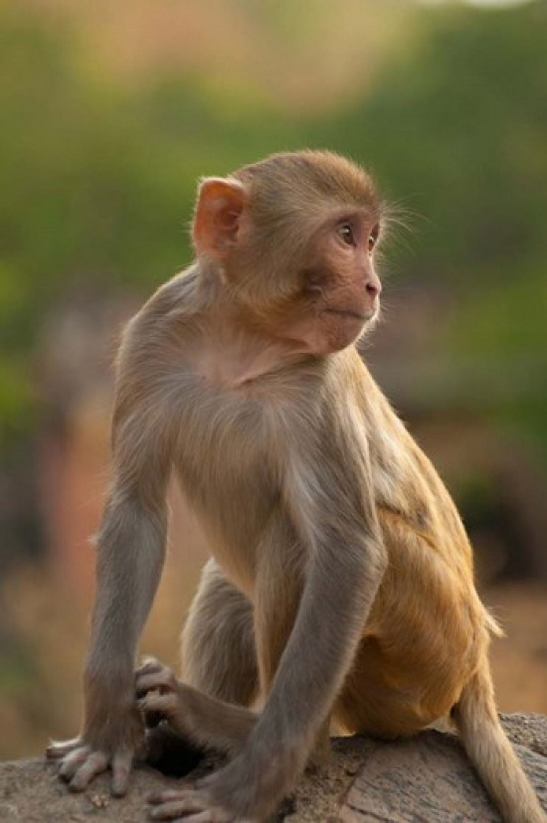 Young Rhesus monkey Monkey Temple Jaipur Rajasthan India Canvas Art - Inger Hogstrom DanitaDelimont (15 x 22)