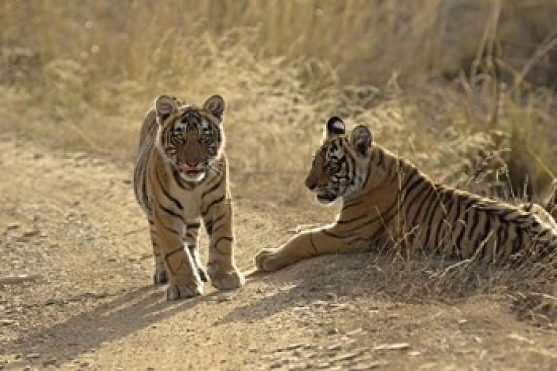 Young Royal Bengal Tiger Ranthambhor National Park India Canvas Art - Jagdeep Rajput DanitaDelimont (26 x 18)