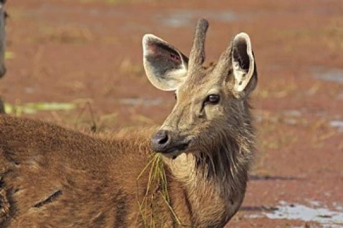 Young Sambar stag Ranthambhor National Park India Canvas Art - Jagdeep Rajput DanitaDelimont (26 x 18)