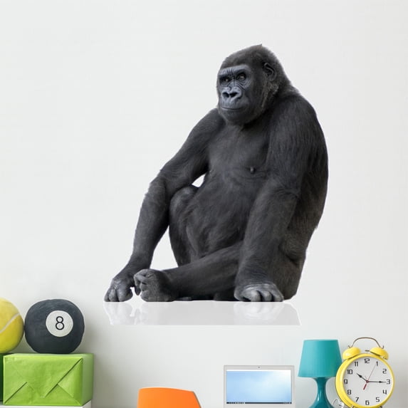 Young Silverback Gorilla Wall Decal by Wallmonkeys Peel and Stick Graphic (48 in H x 42 in W) WM321589