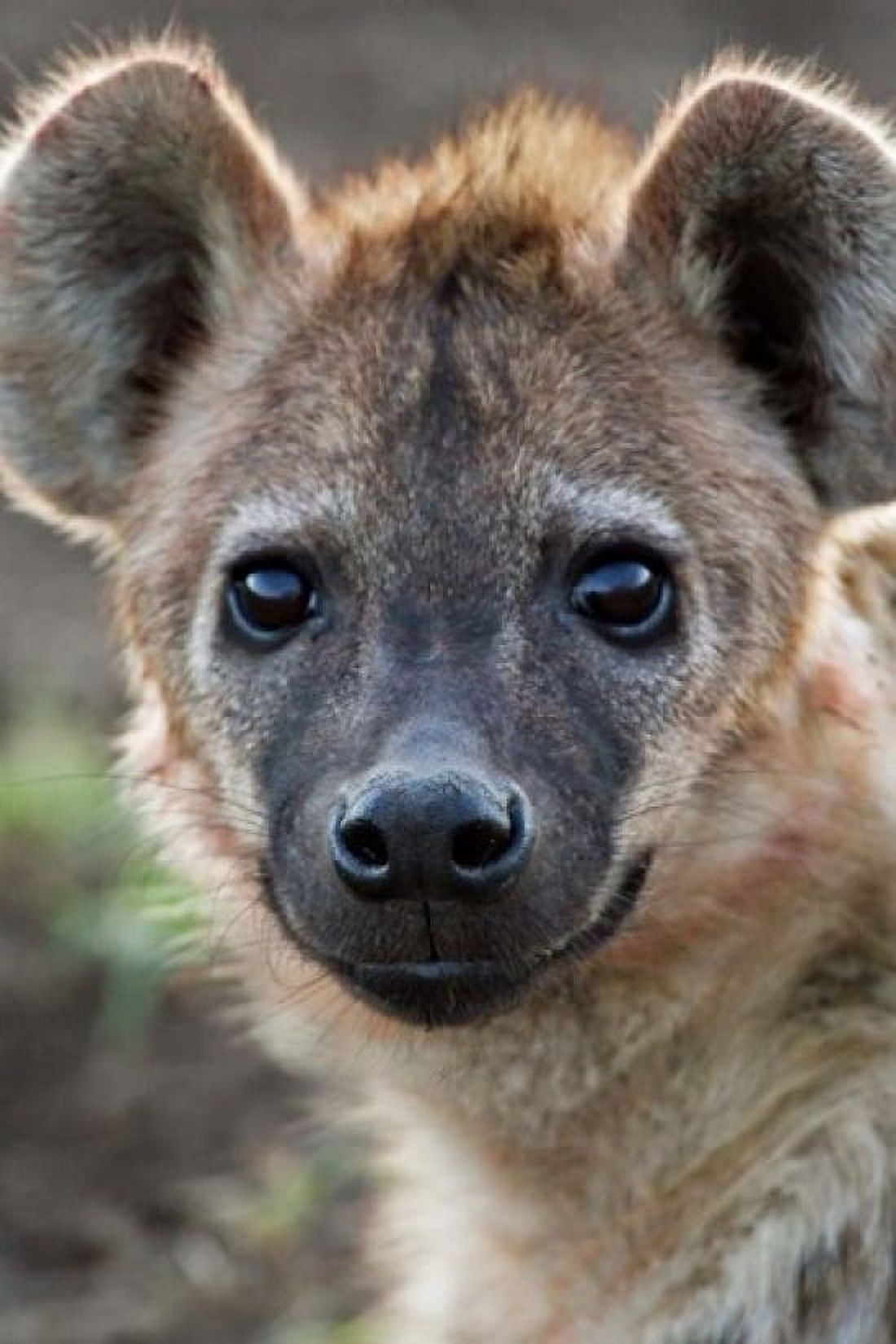 Young Spotted Hyena Tanzania Canvas Art - Charles Sleicher DanitaDelimont (18 x 24)