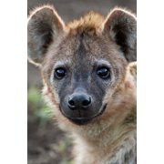 Young Spotted Hyena Tanzania Canvas Art - Charles Sleicher DanitaDelimont 18 x 24