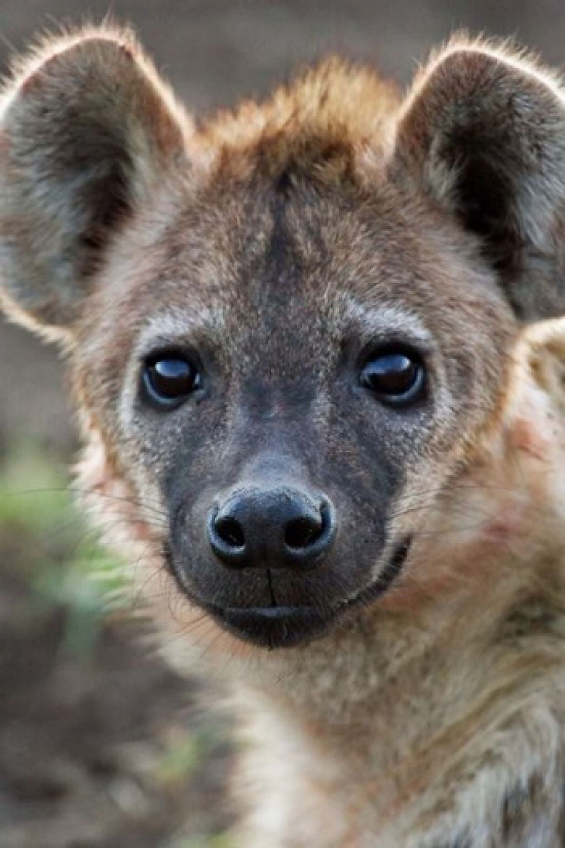 Young Spotted Hyena Tanzania Canvas Art - Charles Sleicher DanitaDelimont (25 x 36)