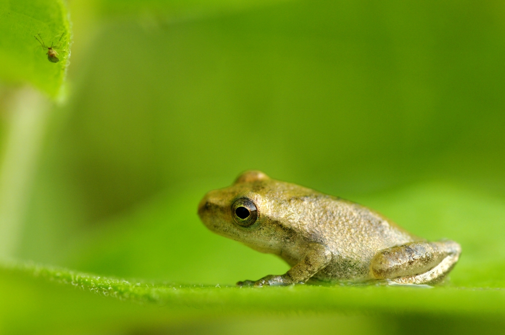 Young Spring Peeper (Pseudacris Crucifer) On A Leaf Les Cedres Quebec Canada Canvas Art - Steeve Marcoux Design Pics (36 x 24)