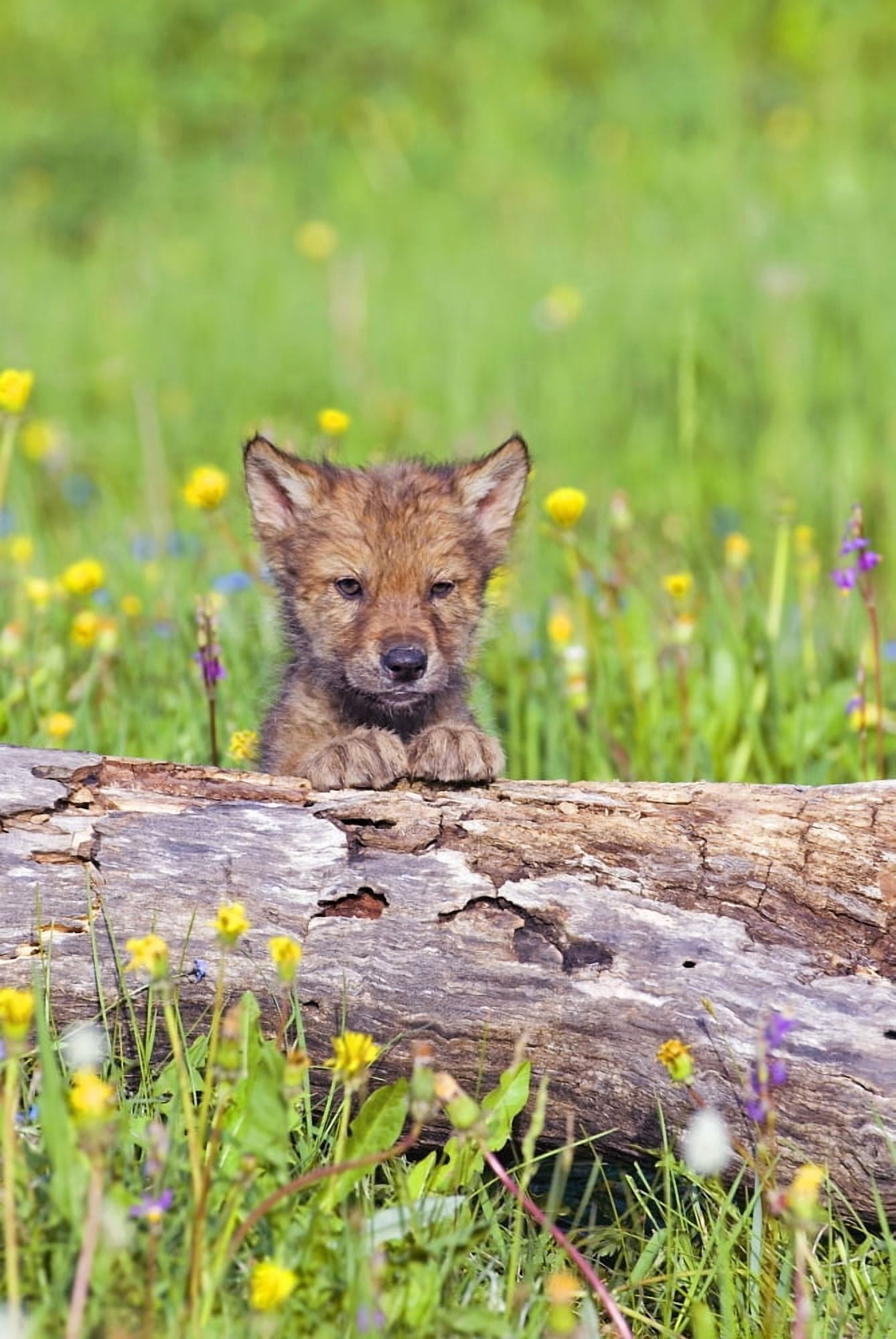 Young Wolf Cub Peering Over Log Canvas Art - John Pitcher Design Pics (11 x 17)