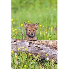 Young Wolf Cub Peering Over Log Poster Print by John Pitcher, 22 x 34 - Large