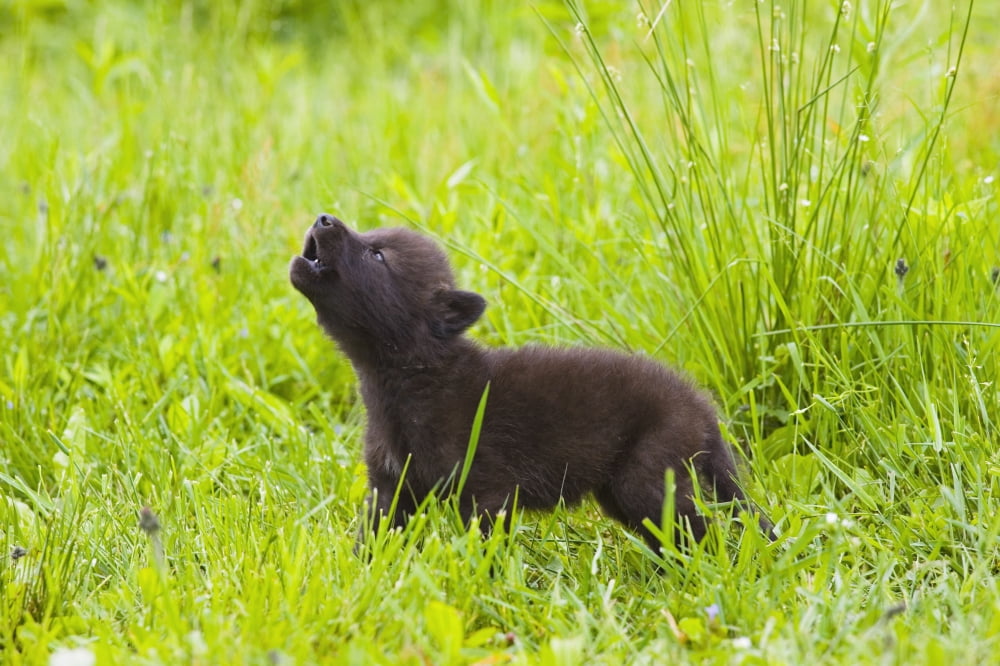 Young Wolf Pup In Meadow Instinctively Howling Minnesota Spring Captive Canvas Art - Michael DeYoung Design Pics (17 x 11)