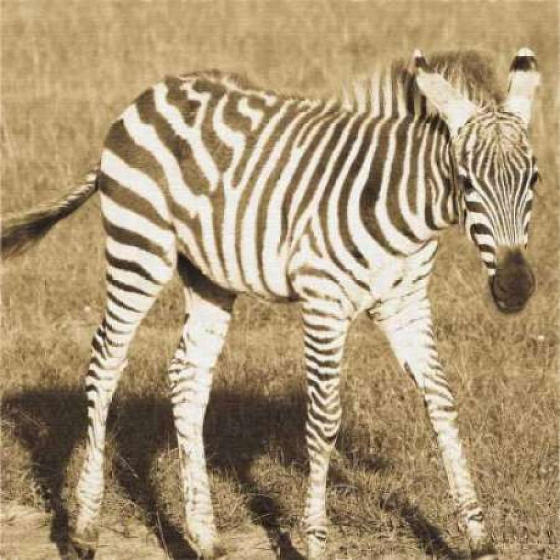 Young Zebra Canvas Art - Susann Parker (24 x 24)
