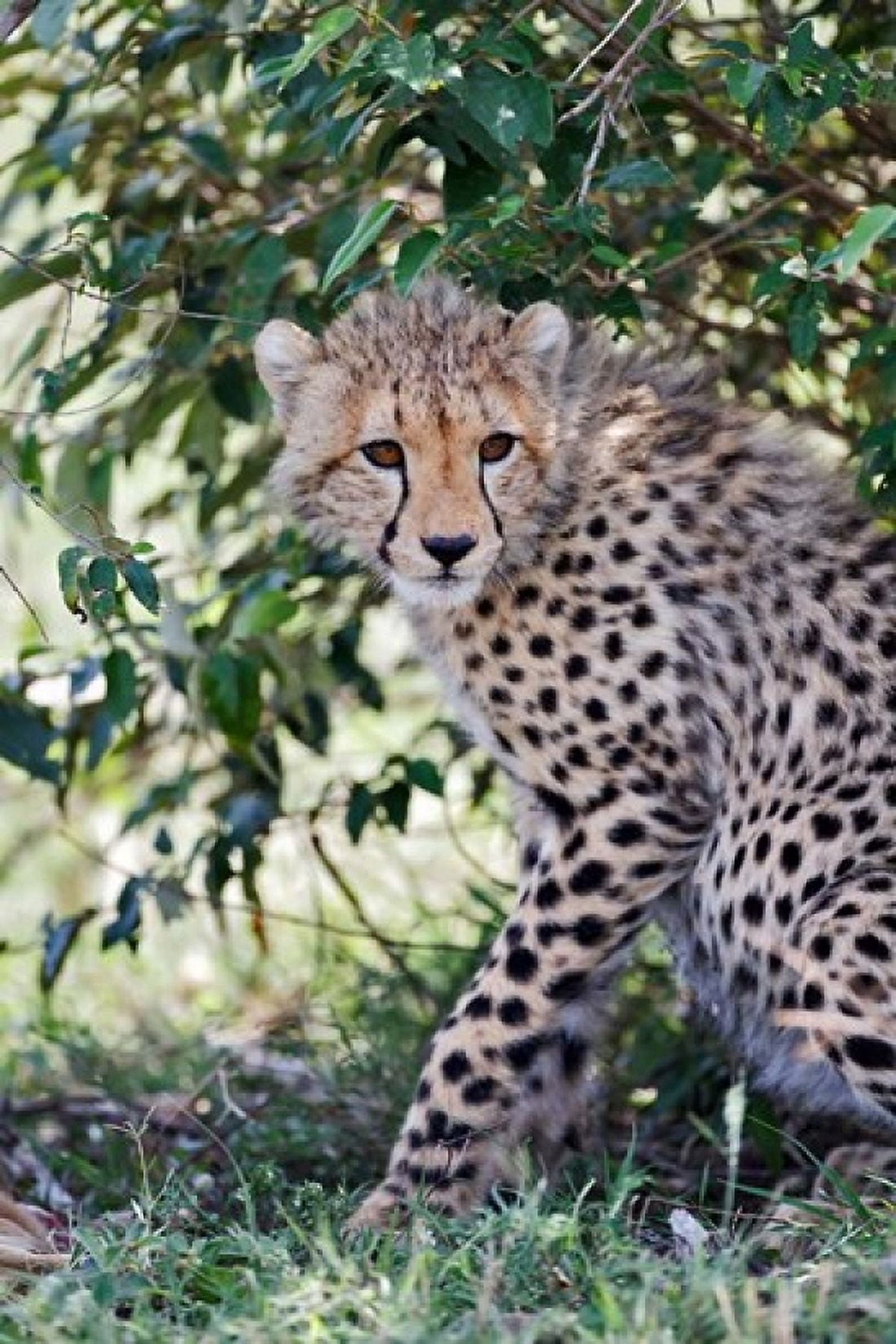 Young cheetah resting beneath bush Maasai Mara Kenya Canvas Art - Adam Jones DanitaDelimont (23 x 35)