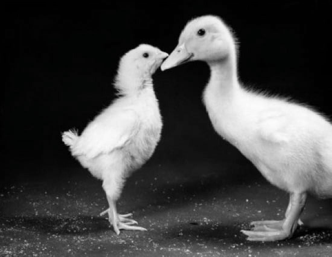 Young chick and duckling Canvas Art - (18 x 24)