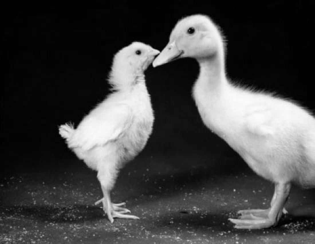 Young chick and duckling Canvas Art - (24 x 36)
