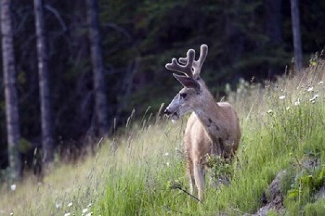 Young deer in Banff National Park Alberta Canada Canvas Art - Diane Johnson DanitaDelimont (36 x 24)