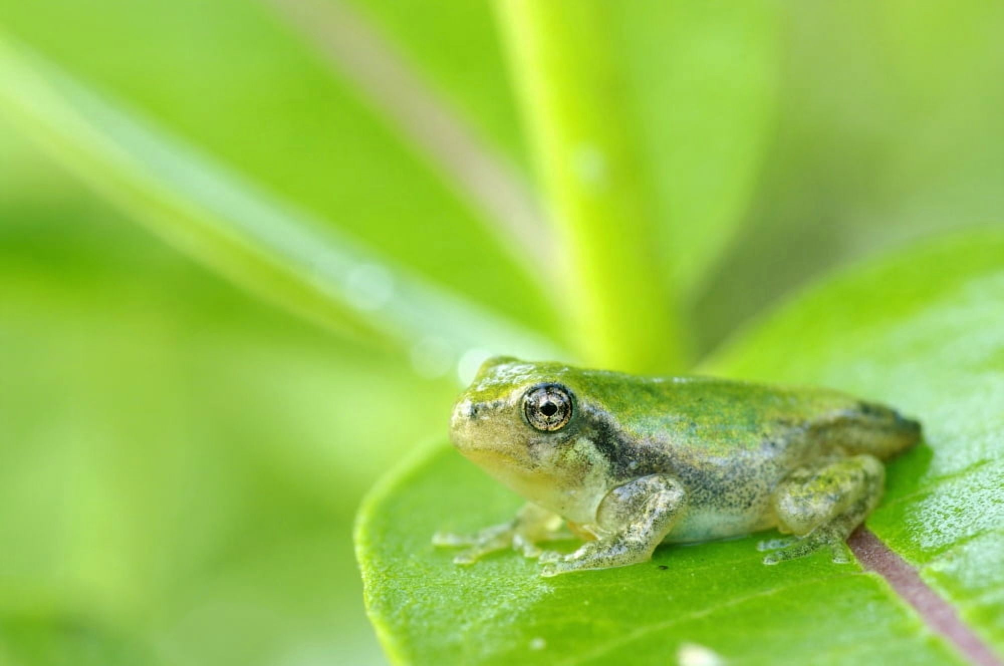 Young gray tree frog on leaf Les Cedres Quebec Canada Canvas Art - Steeve Marcoux Design Pics (17 x 11)