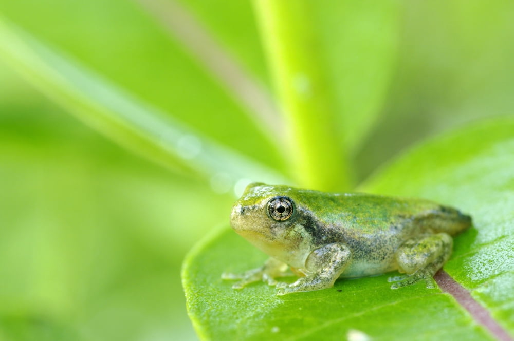 Young gray tree frog on leaf Les Cedres Quebec Canada Canvas Art - Steeve Marcoux Design Pics (34 x 22)
