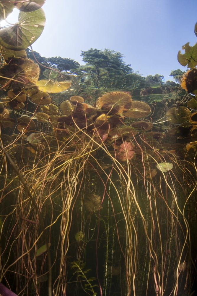Young lily pads grow to the surface along the edge of a freshwater lake Canvas Art - Ethan DanielsStocktrek Images (12 x 17)